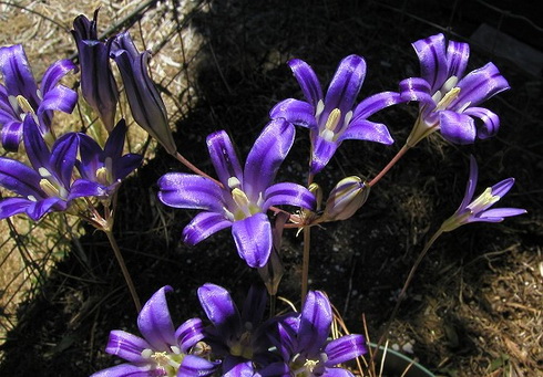 Brodiaea