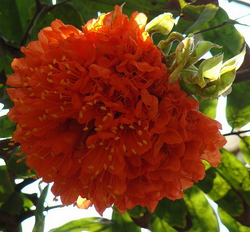 Brownea Flower