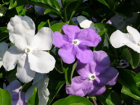 Brunfelsia Flowers