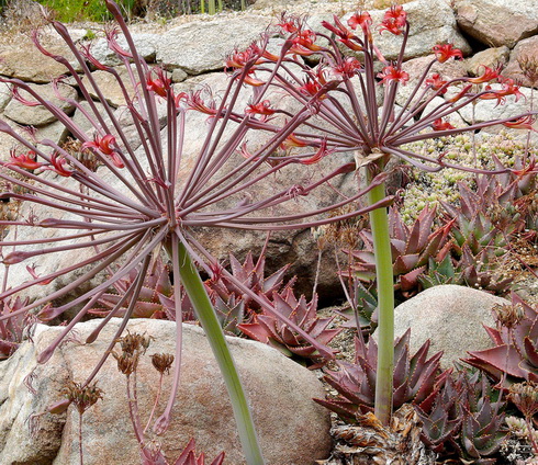 Brunsvigia