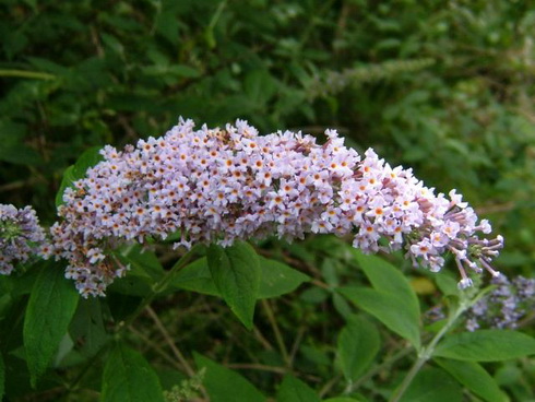 Buddleja