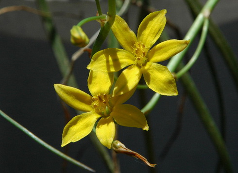 Bulbine