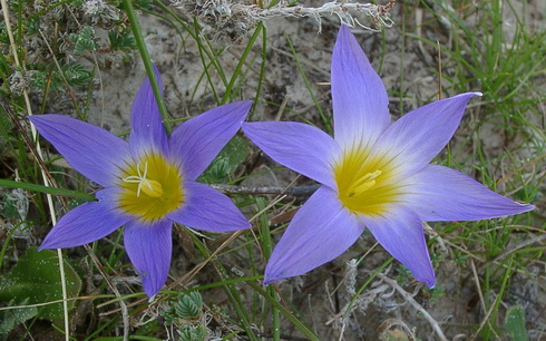 Bulbocodium Flower