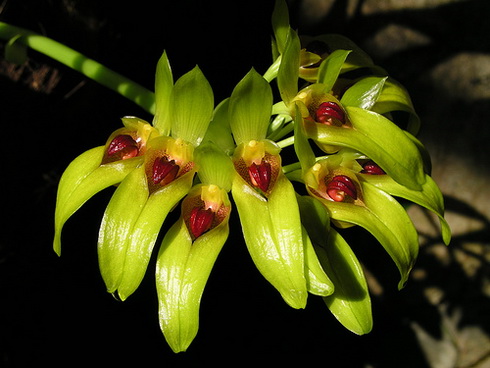 Bulbophyllum