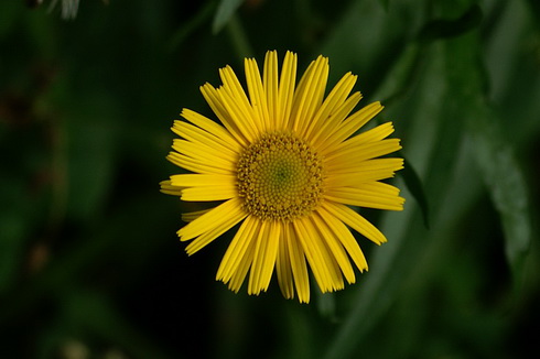 Buphthalmum Flower
