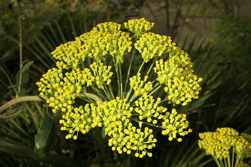 Bupleurum