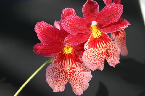 Burrageara Flower