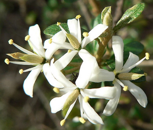 Bursaria Flower
