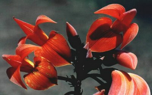 Butea Flower