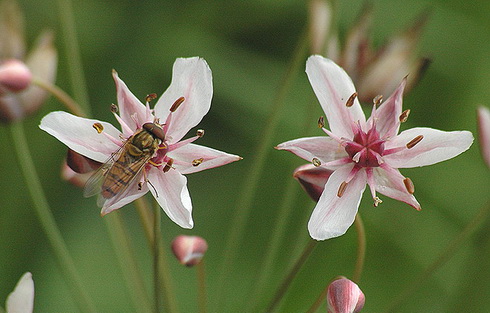 Butomus Flower