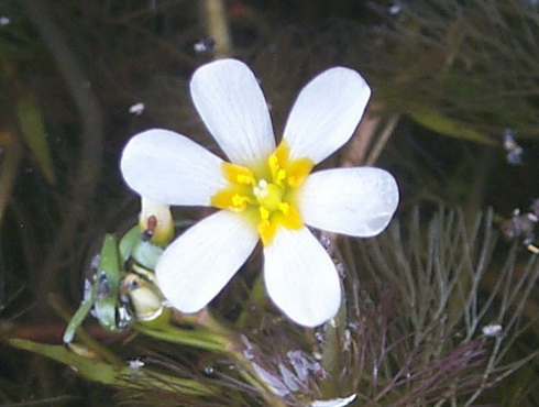 Cabomba Flower