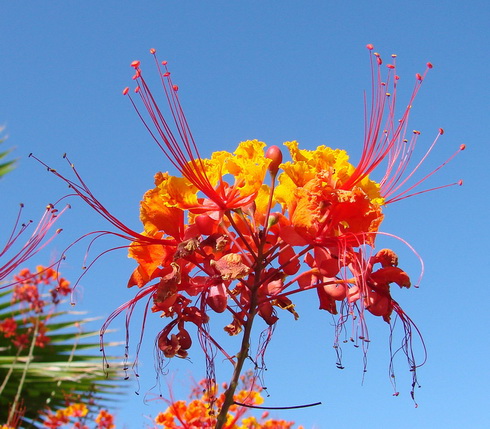 Caesalpinia