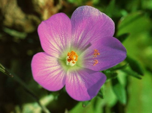 Calandrinia Flower
