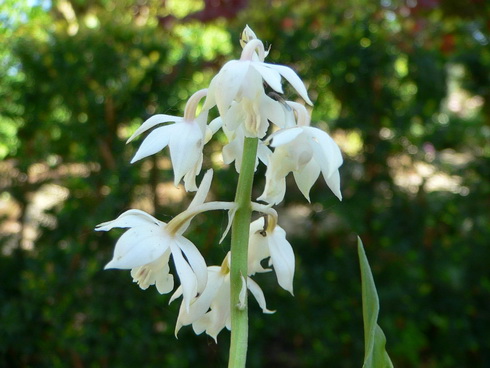 Calanthe