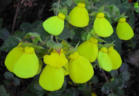 Calceolaria