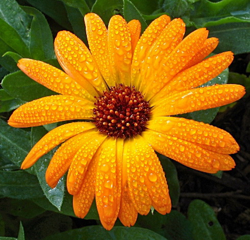 Calendula Flower