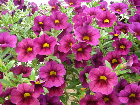 Calibrachoa Flowers