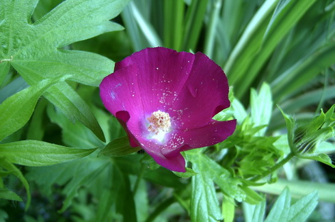 Callirhoe Flower