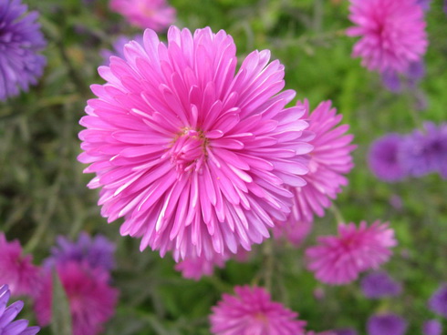 Callistephus Flower