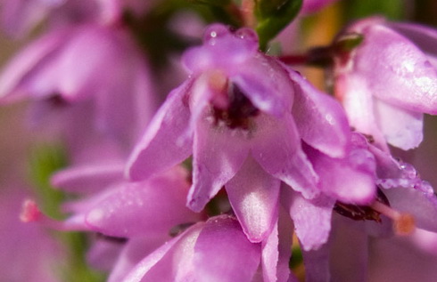 Calluna Flowers