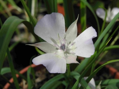 Calochortus Flower