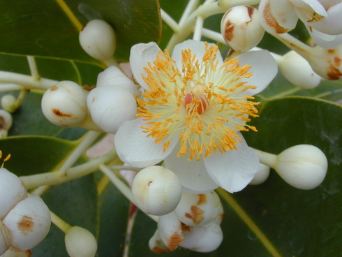 Calophyllum Photo