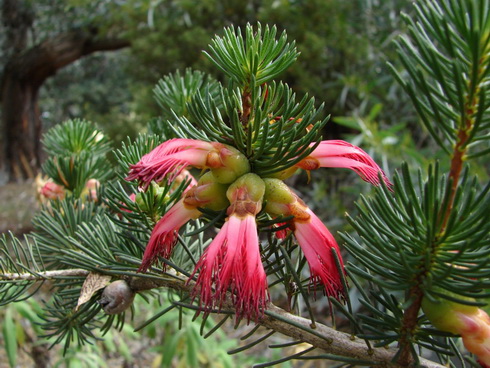 Calothamnus