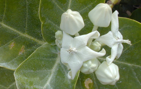 Calotropis