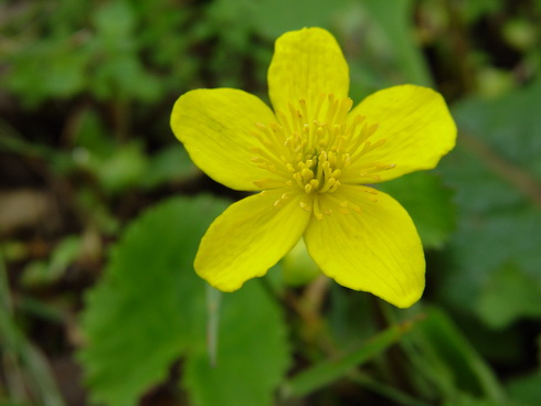 Caltha Flower