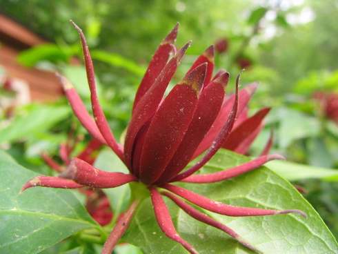 Calycanthus