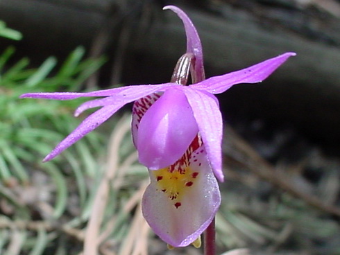 Calypso Flower