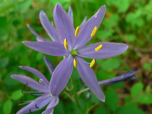 Camassia Flower