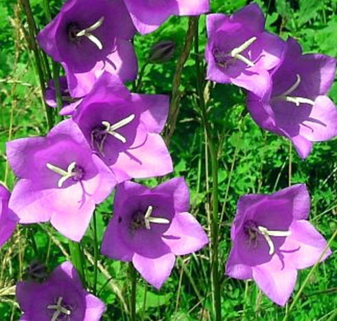 Campanula