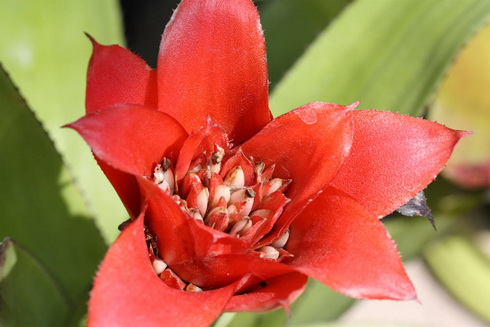 Canistrum Flower