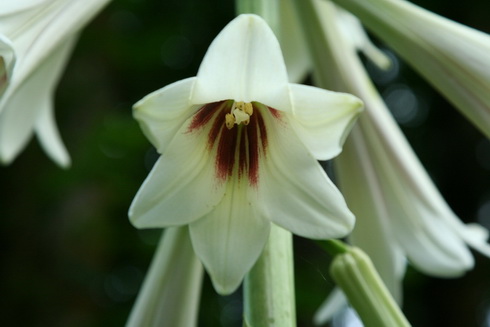 Cardiocrinum Flower