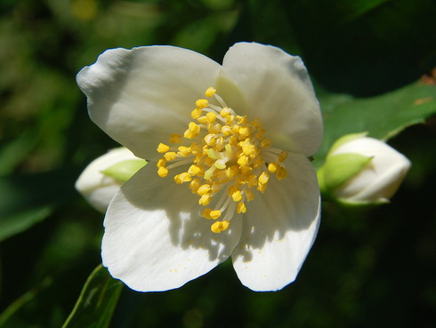 Carpenteria Flower