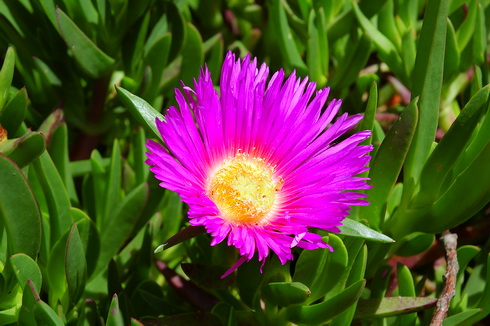 Carpobrotus Flower