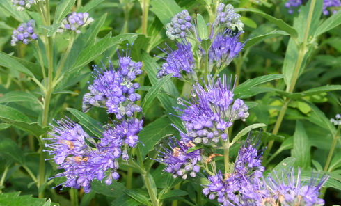 Caryopteris