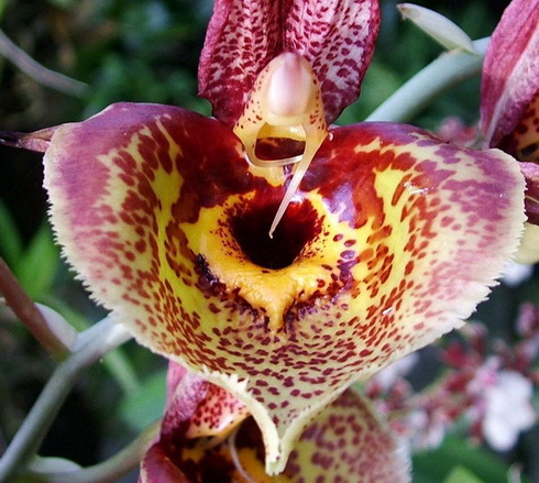 Catasetum Flower