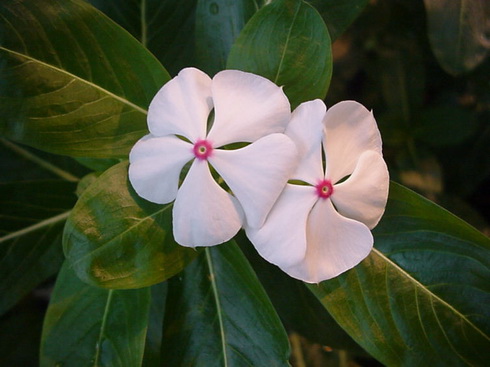 Catharanthus