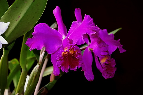 Cattleya Flower