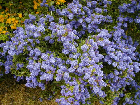 Ceanothus