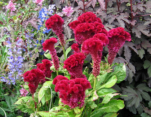 Celosia