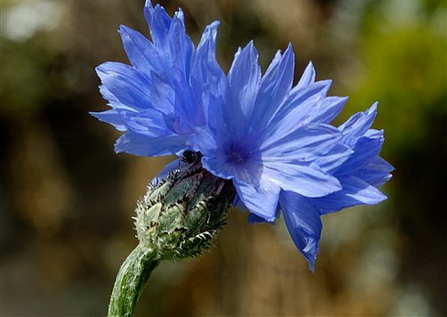 Centaurea