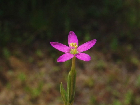 Centaurium Flower