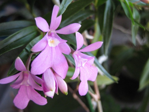 Centradenia Flowers