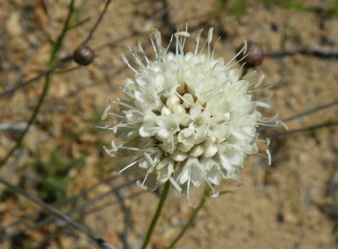 Cephalaria