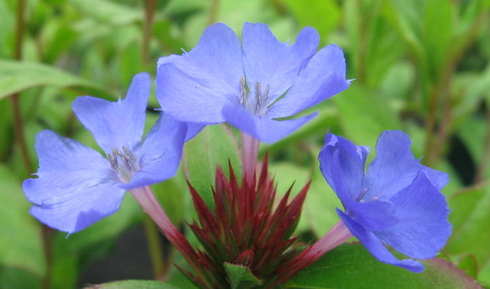 Ceratostigma Flowers