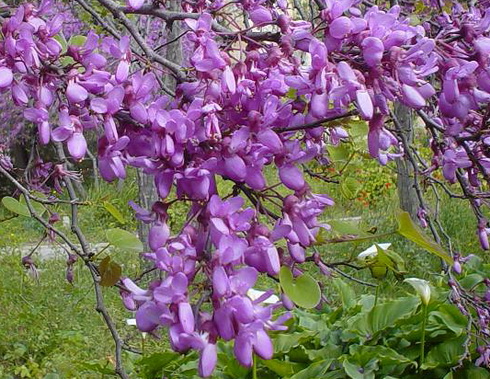 Cercis