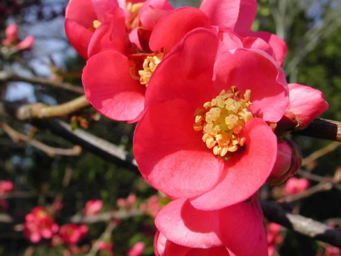 Chaenomeles Flower